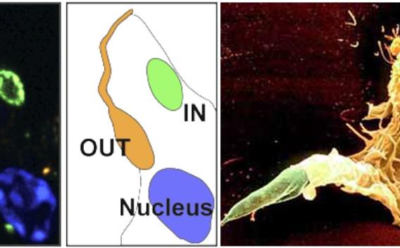 In out nucleus