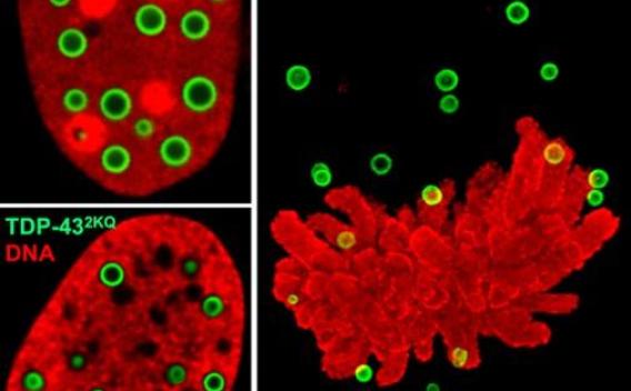 Molecular mechanisms of anisosome formation in cells