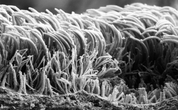 Cilia and Microvilli