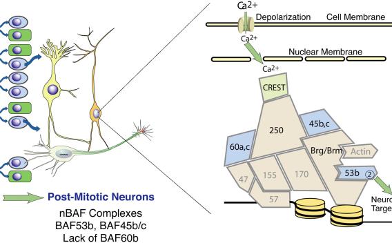 post-mitotic neurons