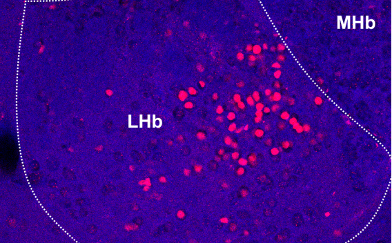 lateral habenula mouse brain