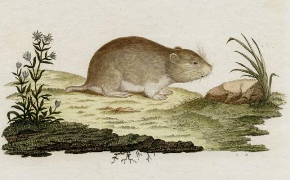 drawing of mouse near flowers and rock