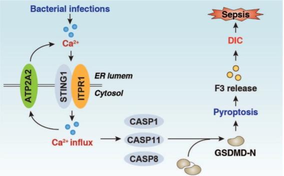 Diagram of immunometabolism in lethal infection