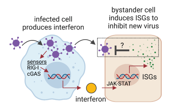 InterferonPathway