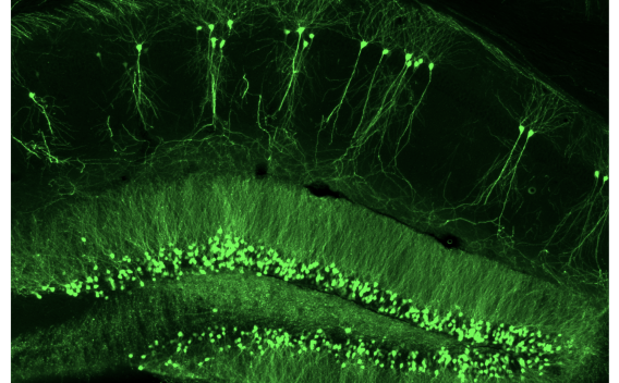 Yingfei Lab research