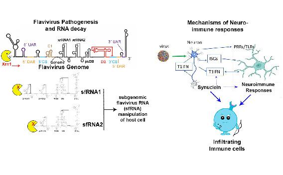 Flavivirus Pathogenesis and Neuroimmune responses