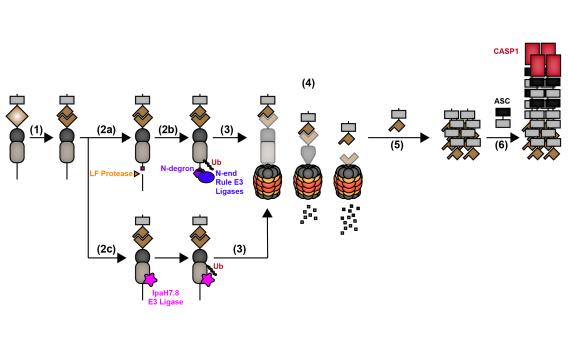 Sandstrom research