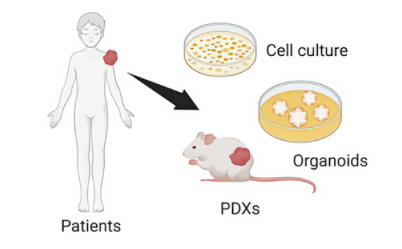 Modeling of Rare Tumors