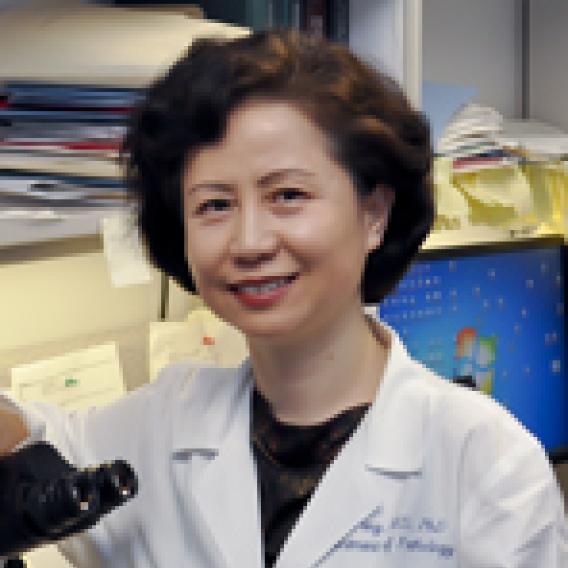 Yan Peng, M.D. Ph.D.