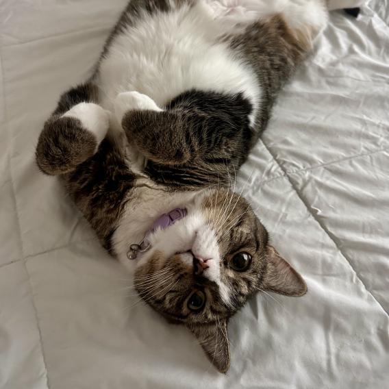 Bella the Cat