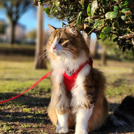 Prince Zuko the Cat