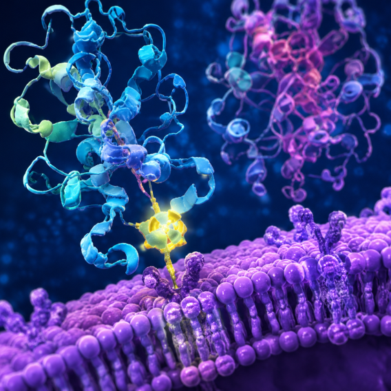 Molecular structure binding to a cell membrane, representing PSMA-targeted imaging and therapy.