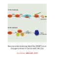 kidney tumorigenesis