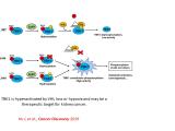 Tumor Suppressor