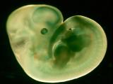 Mouse embryo