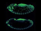 Programmed cell death in the fly embryo