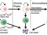 Stem-like T cells