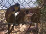 2009 St Kitts microRNA Meeting - monkeys