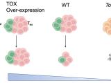 TOX Overexpression