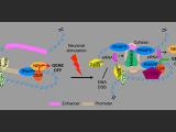 Chromatin dynamics