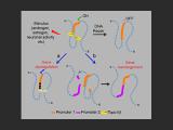 Defective DNA repair