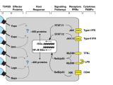 Bacterial pathogen flowchart