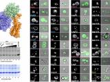 Lab methods in flowchart and microscope slides