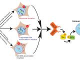 DNA repair factors and immunotherapy flowchart