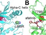 Drug-resistant mutations (labeled)