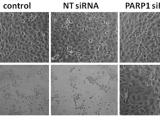 Fig. 2: PARP-1 knockdown prevents MNNG-induced cell death