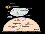 Fig. 3: Signaling pathway of PARP-1-dependent cell death (parthanatos)