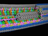 Cilia and flagella in 3D