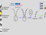 Protein localization