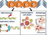 Tumor Treating Fields Replication stress.