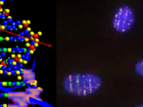 Charged particle biology Enhancing carbon ion radiotherapy.