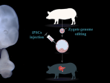 Interspecies Blastocyst Complementation