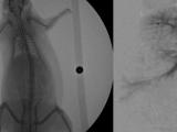 Fluroscopy comparisons