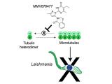 Leishmania MMV