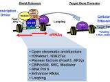 Features of Estrogen Receptor Enhancers