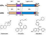 Estrogen Receptors: Ligand-Regulated, DNA-Binding Transcription Factors