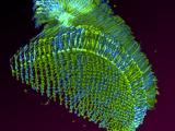 Microscopic green and blue cells