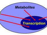 Signal-Regulated Transcription in the Chromatin Environment of the Nucleus