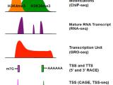 Discovery and Annotation of LncRNAs