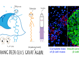 Making β-Cells Great Again