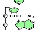 NAD+ Signaling