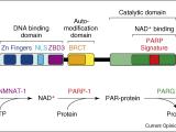 PARP-1 is Multifunctional Protein that Connects NAD+ Consumption to the Regulation of Nuclear Functions