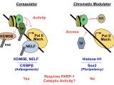 Two Modes of Gene Regulation by PARP-1: A Multifunctional Regulator of Chromatin and Transcription