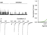 Quantitative Electrophysiology