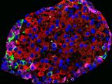 Pancreatic islet β-cells