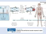 Targeting Tie2 and the host vascular response in sepsis
